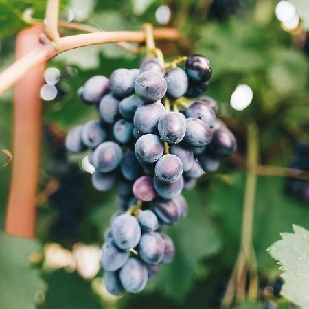 Case Vacanza Podere Risoino Poggibonsi Bagian luar foto